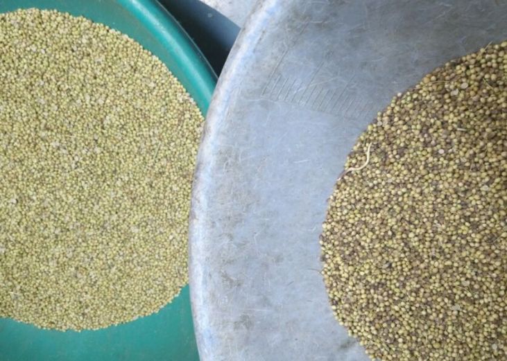 Chine Vente à chaud machine automatique intelligente de tri des graines de coriandre