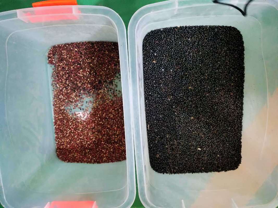 WENYAO Optique de semences de couleur machine de tri de semences de radis semences de couleur de tri à vendre