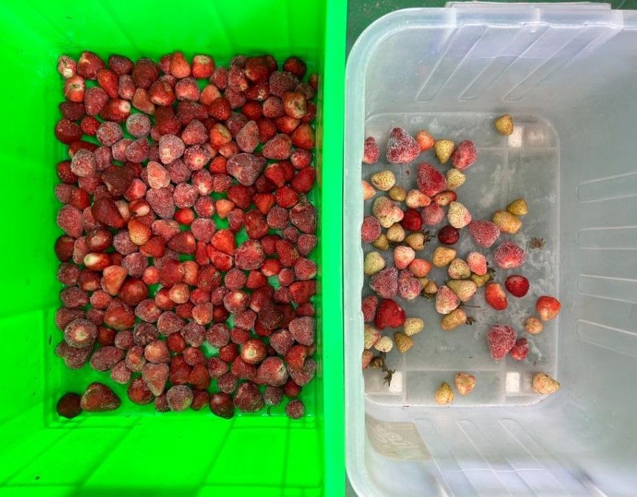 Sortisseur de couleurs de cerisier à café optique intelligent Petite machine de tri de pommes de terre Sortisseur de couleurs de bleuets