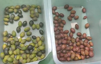 Sortisseur de couleurs de cerisier à café optique intelligent Petite machine de tri de pommes de terre Sortisseur de couleurs de bleuets