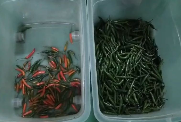 Bon prix Optique Vision intelligente Machine de tri du piment Sorteur de couleurs de charbon minéral