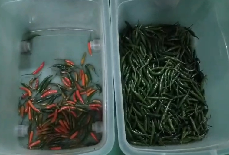 Trieuse optique de couleurs WENYAO pour ceinture, machine de tri des couleurs pour hibiscus, bâtonnets de cannelle et piments, avec une grande précision de tri