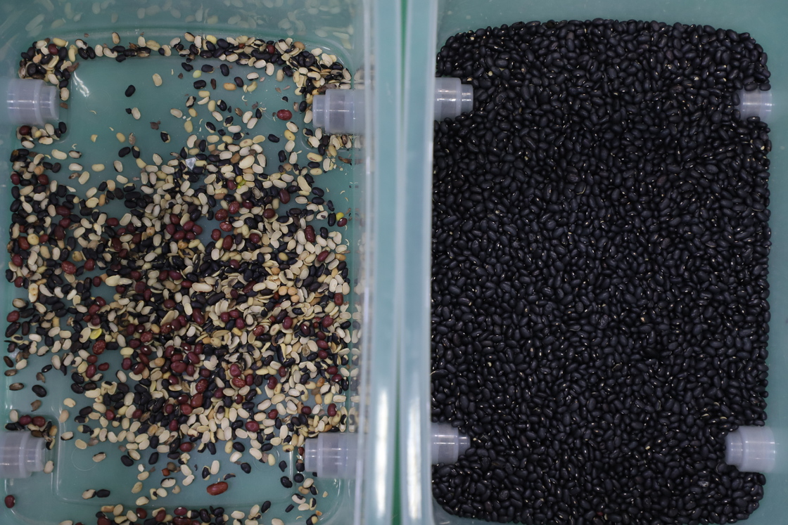 TRIEUSE CHROMATIQUE CCD WENYAO HAUTE CAPACITÉ POUR LE TRI DES HARICOTS NOIRS (MATPE)