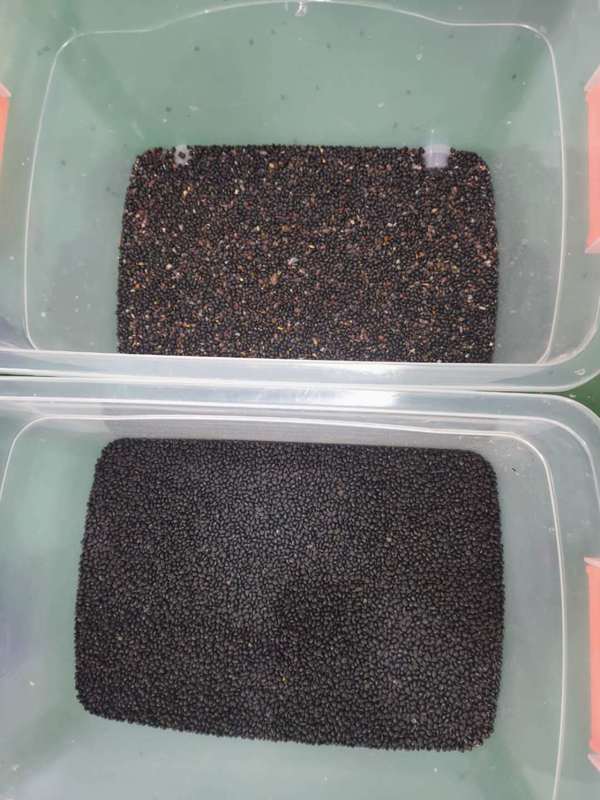 TRIEUSE CHROMATIQUE CCD WENYAO HAUTE CAPACITÉ POUR LE TRI DES HARICOTS NOIRS (MATPE)