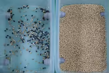 Grain Color Sorter Rice Corn Shape Separator Wheat Color Separating Machine