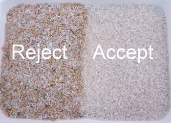 Machine de tri des couleurs du millet jaune et du riz bouilli à la vapeur 5 échelles Machine de tri des couleurs du blé