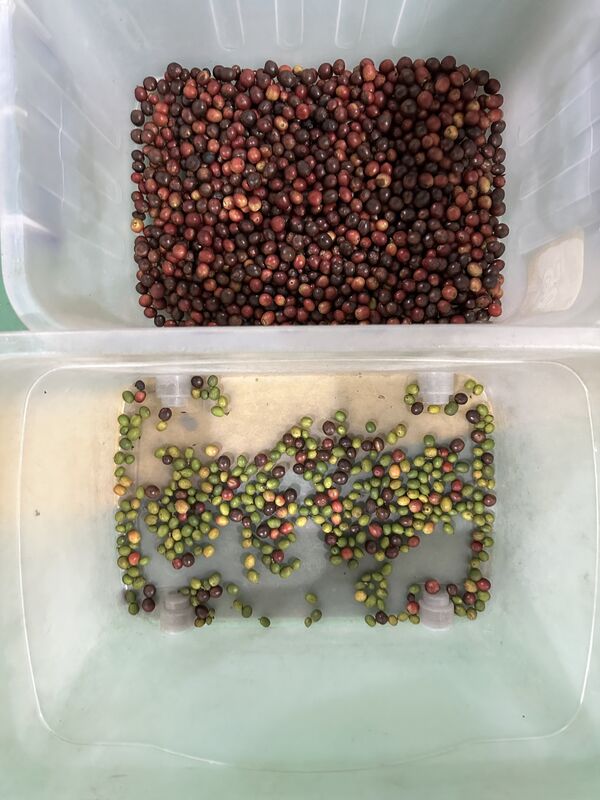 Nouvelle trieuse de couleurs Wenyao 2025 à deux courroies larges et à basse vitesse, anti-casse, pour fraises et myrtilles, machine de tri automatique des couleurs de cerises de café