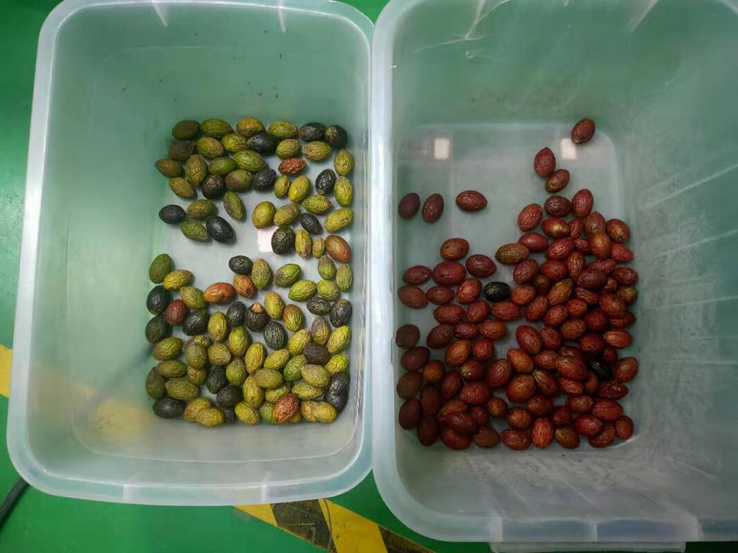 Nouvelle trieuse de couleurs Wenyao 2025 à deux courroies larges et à basse vitesse, anti-casse, pour fraises et myrtilles, machine de tri automatique des couleurs de cerises de café