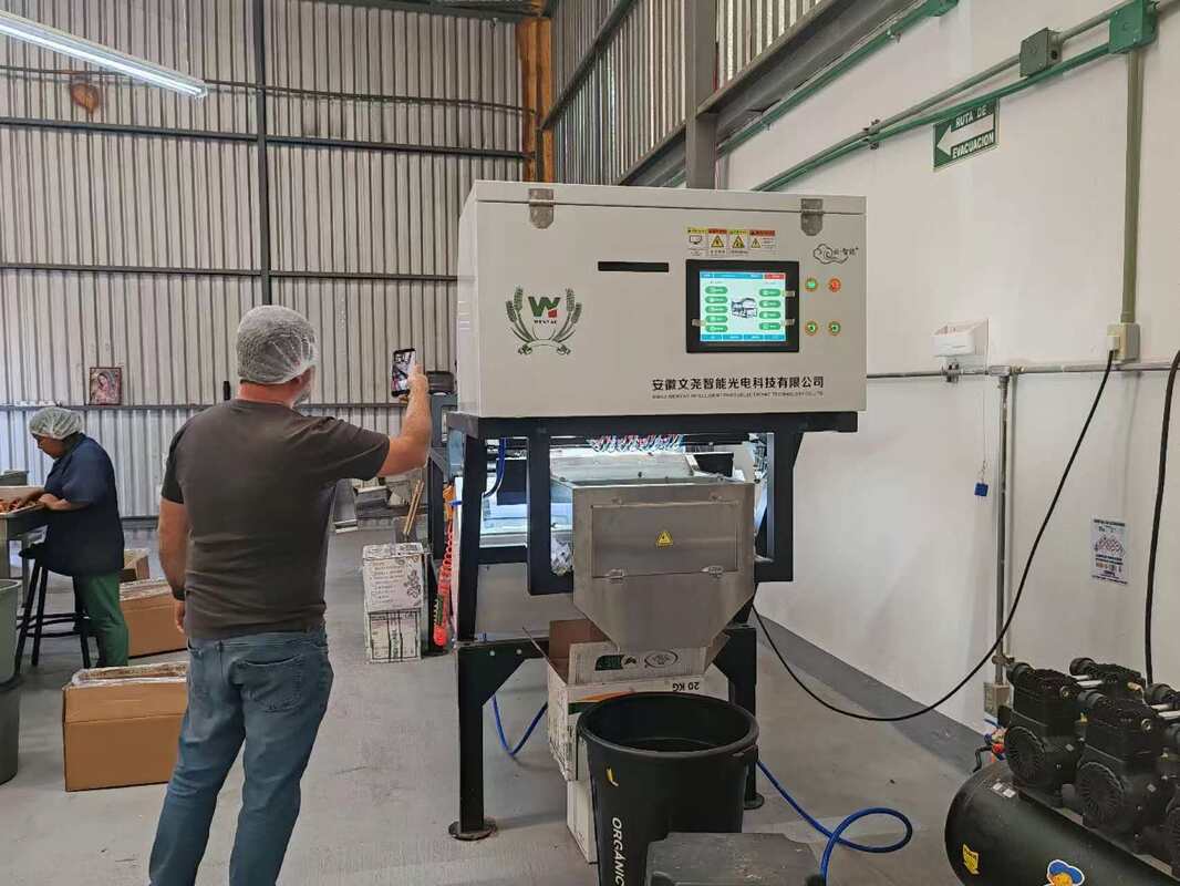 Trieuse à courroie pour trier l'ail non pelé et trier l'ail non pelé avec des taches noires dans la ligne de nettoyage et de traitement de l'ail