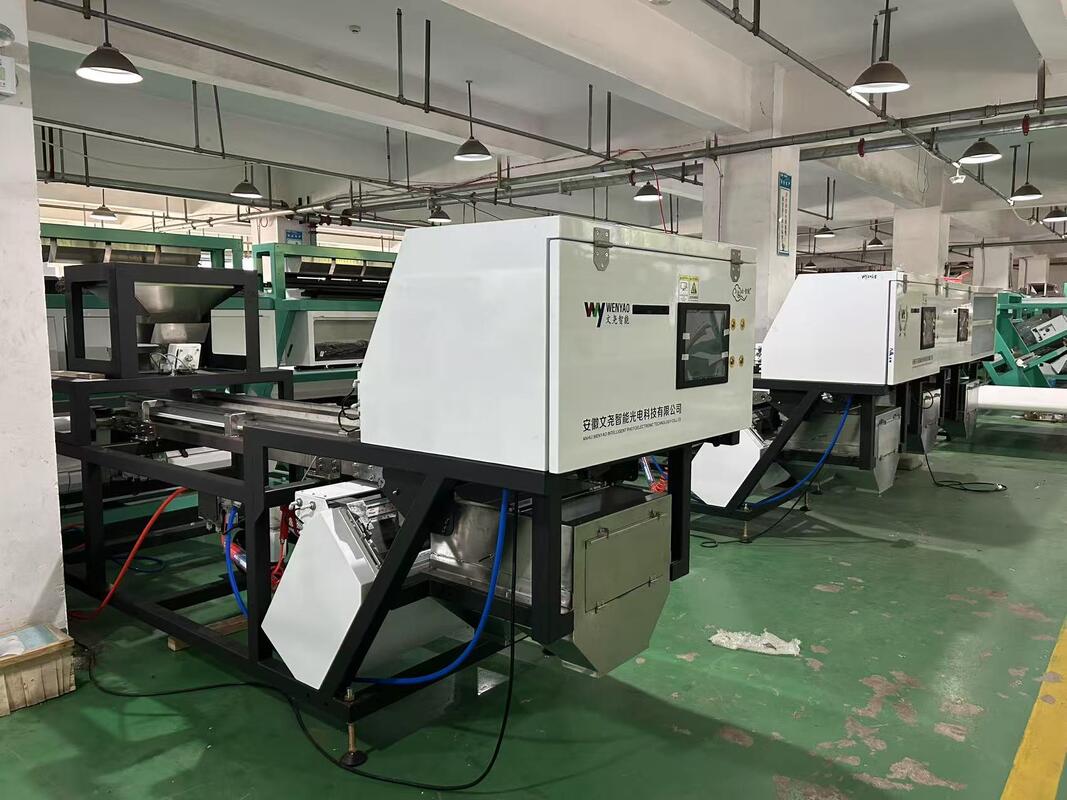 Trieuse à courroie pour trier l'ail non pelé et trier l'ail non pelé avec des taches noires dans la ligne de nettoyage et de traitement de l'ail