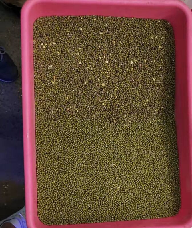 WENYAO 8 Chutes Pulses Sorting Machine pour les pois chiches Lentilles Optique de haricots de couleur Sortisseur à vendre