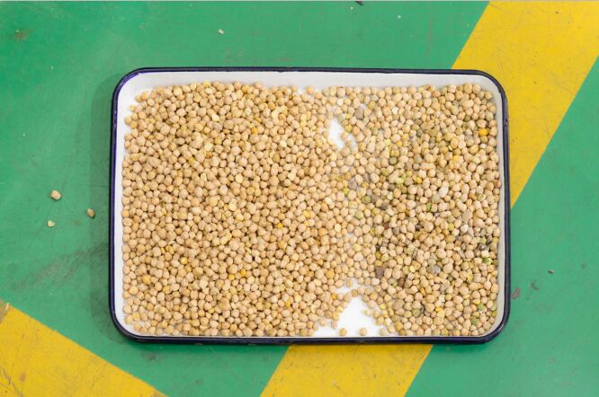 WENYAO 8 Chutes Pulses Sorting Machine pour les pois chiches Lentilles Optique de haricots de couleur Sortisseur à vendre