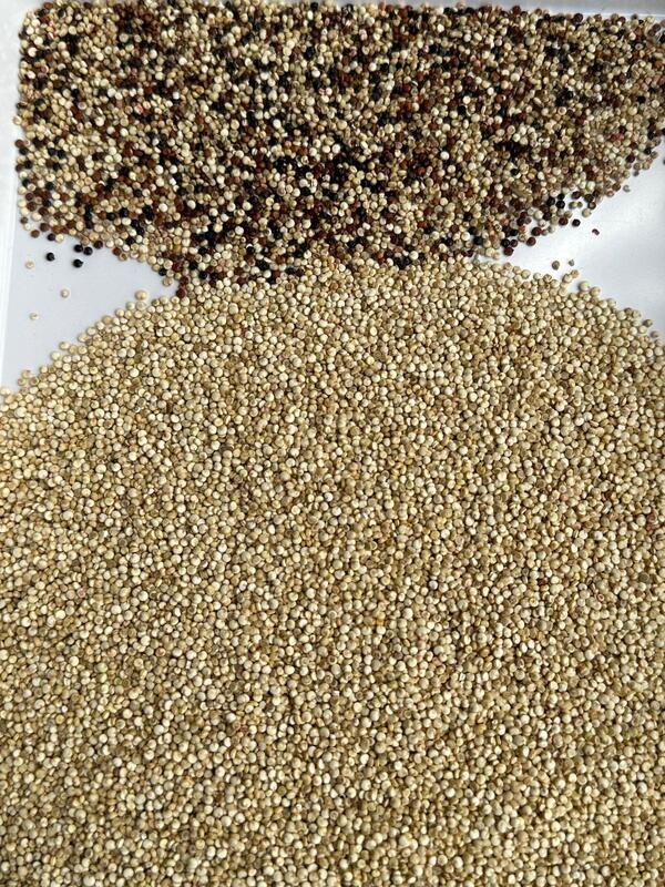 WENYAO CCD machine de tri des céréales à grande vitesse pour les grains de café et les cultures