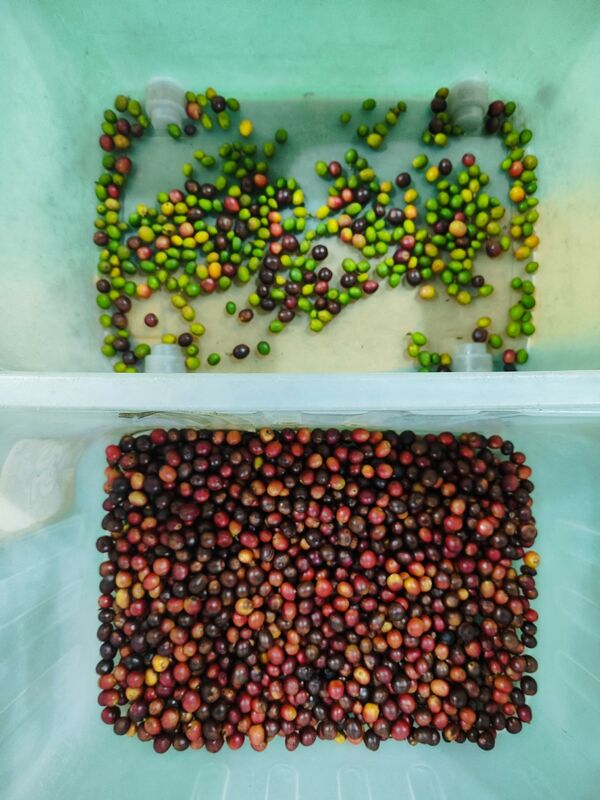 Trieur de couleurs de baies de genièvre Wenyao à bande large en acier inoxydable, myrtille, fraise, framboise, prix d'usine de machine de tri de couleurs avec certificat CE, télécommande