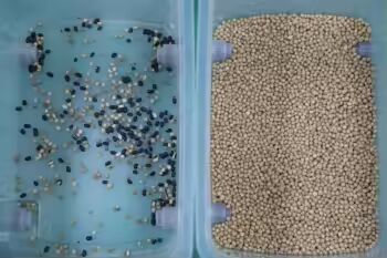 Sortisseur de couleurs de haute précision pour séparateur de céréales machine séparateur de forme de grains de riz de blé de maïs