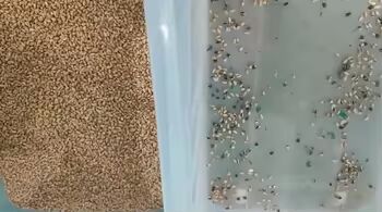 Sortisseur de couleurs de haute précision pour séparateur de céréales machine séparateur de forme de grains de riz de blé de maïs