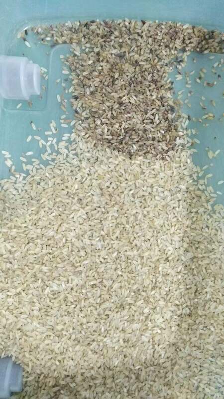 Trieuse optique de grains WENYAO intelligente à 4 goulottes, haute précision et capacité de 2-4 T/H, machine de tri de riz et de blé