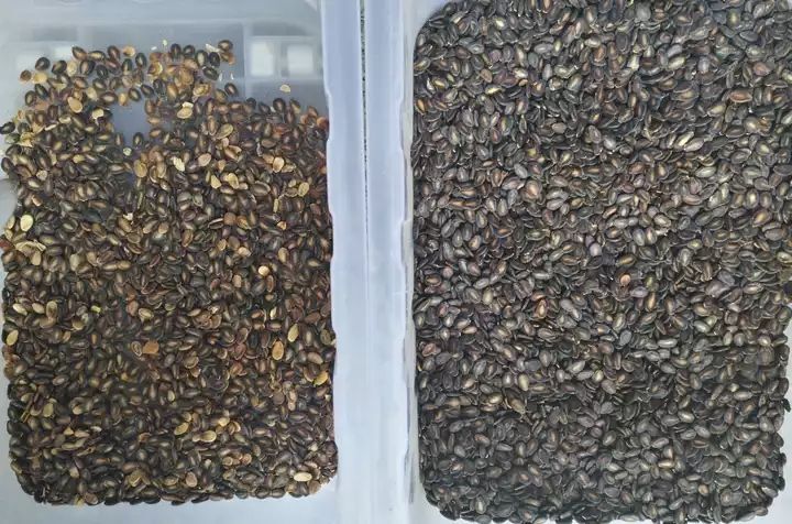 Trieuse de couleur CCD pour la trieuse de couleur intelligente de noix d'amandes d'arachides de haute précision