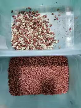 High Efficiency Nuts Color Sorter Pistachios Hazelnuts Pine Nuts Walnuts Almonds Peanuts Separating Machine  