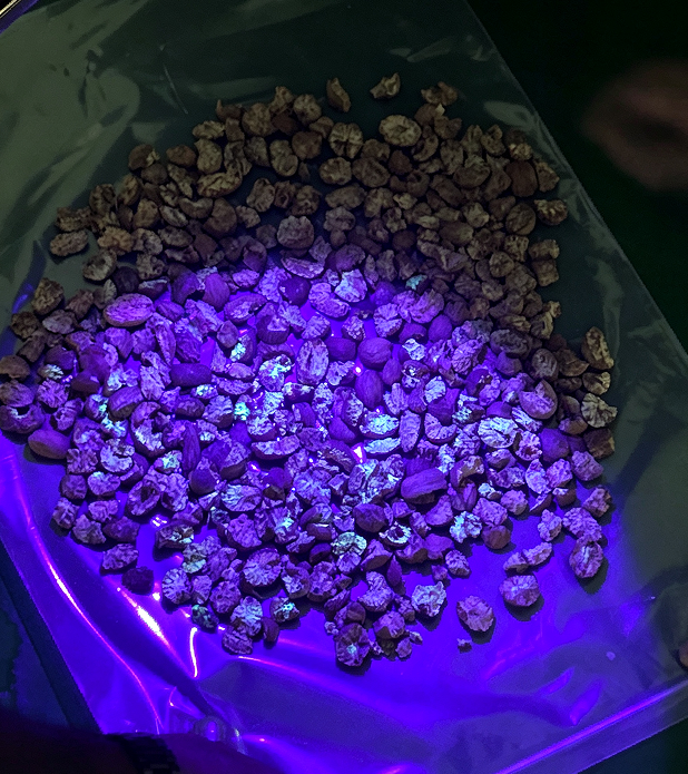 Machine de tri de cacahuètes à la noix de muscade pour l'élimination des particules d'aflatoxine avec technologie UV