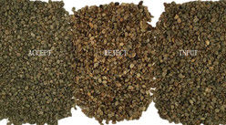Wenyao 1 Chute 500 kg/h Séparateur de couleurs CCD haute sortie Grains de café torréfiés Machine de tri des couleurs des grains verts Sorteur de couleurs des grains