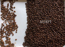 990,9% de précision Séparateur de grains de café Sorteur de couleurs de grains crus et torréfiés avec lumière LED Hopper en acier inoxydable