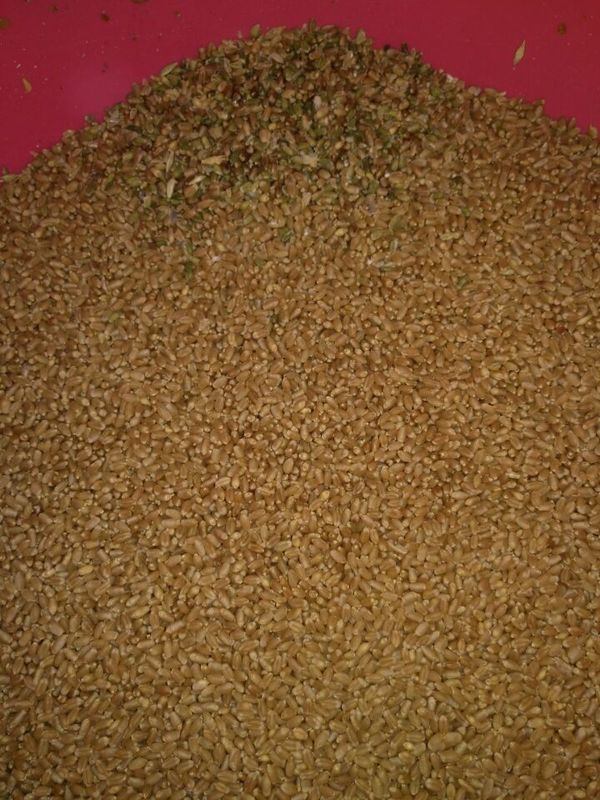 3t/h 4 chute la trieuse de grain multi pour le blé d'orge