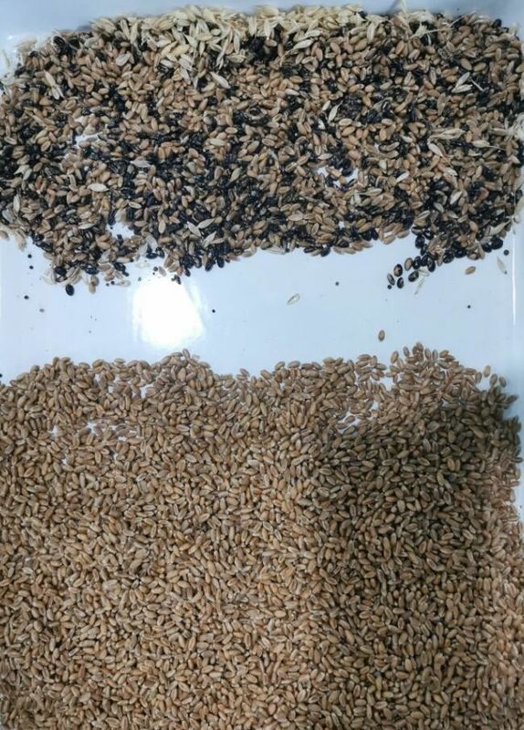 Système d'IA convivial Wenyao pour le trieur de couleur de blé compact pour des performances durables