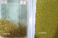 Trieur de couleurs de soja, machine de sélection de pulsations, équipement de nettoyage de graines de haricots verts, de graines de Sohum noires