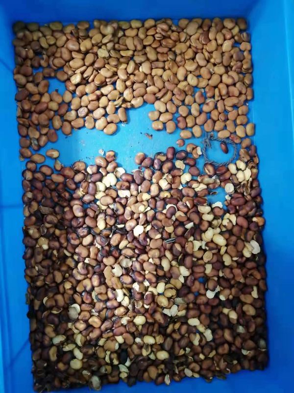 CE large Bean Color Sorter Machine WIFI à télécommande avec la caméra à grande vitesse