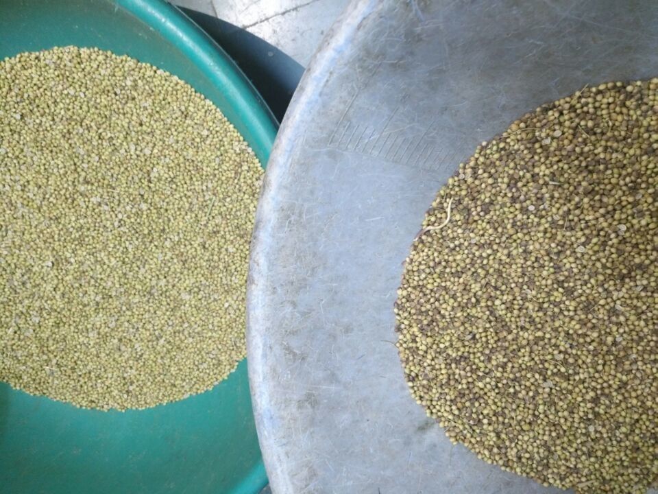 Sortie de la trieuse 200kg/h de graine de coriandre de haute précision