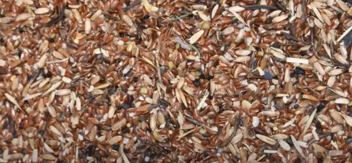 Équipement agricole de trieuse de couleur des graines de sésame de machine de Flax Seed Sorting de fabricant