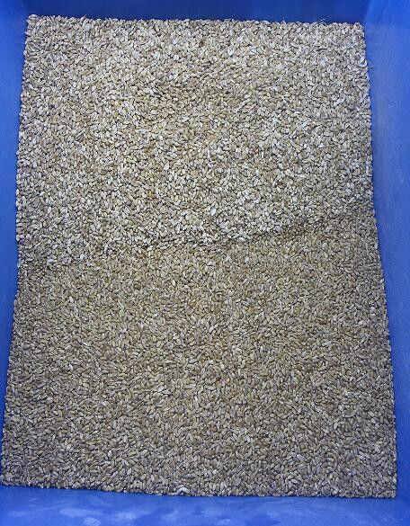 Trieuse de couleur de quinoa de trieuse de couleur de blé d'avoine de trieuse de couleur de sarrasin