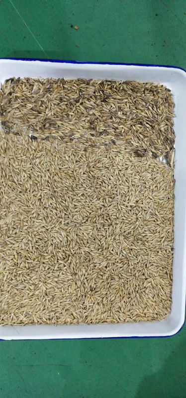 Trieuse de couleur de quinoa de trieuse de couleur de blé d'avoine de trieuse de couleur de sarrasin