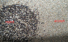 Canaux Wenyao Color Sorter de 1 descendeur 64 pour des graines de Rye