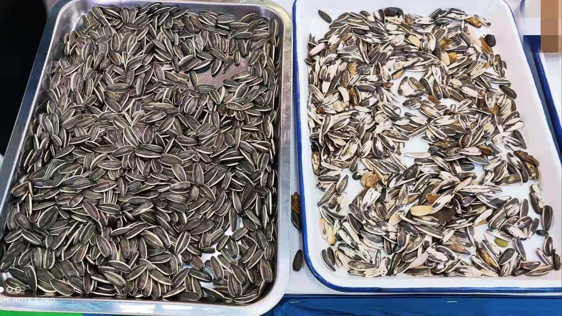 Les graines de citrouille colorent assortir l'équipement 2 descendeurs 128 canaux