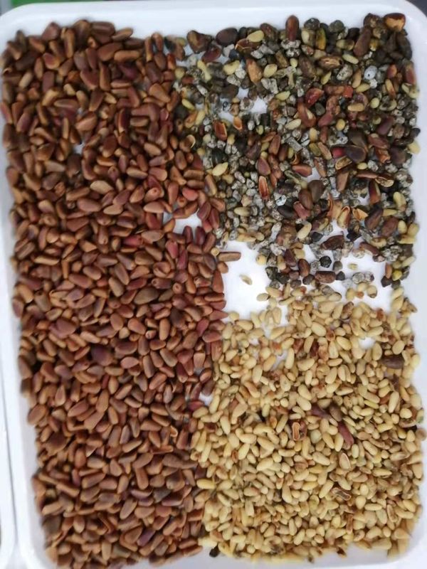 WENYAO Trieur de couleurs haute efficacité à 64 canaux pour noix de pin