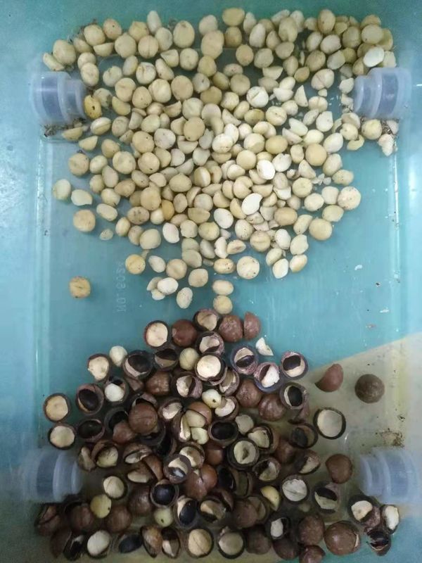 Trieuse de couleur de CCD pour les amandes/macadamia d'arachides/pistache de noix de pécan