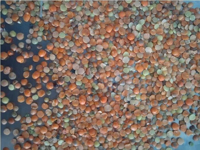 Les haricots de capteur de CCD de Toshiba colorent la trieuse, trieuse de millet de lentilles