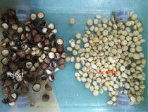 Noisetier d'Australie de séparateur de macadamia de trieuse de couleur de noisetier d'Australie assortissant la machine d'évaluation