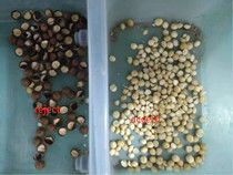Noisetier d'Australie de séparateur de macadamia de trieuse de couleur de noisetier d'Australie assortissant la machine d'évaluation