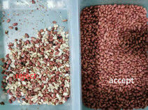 Wenyao Caméra CCD infrarouge Machine de tri des grains de couleurs Optique Tri de couleurs de maïs d'arachide