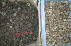 Écrou d'arec sec de trieuse d'écrou d'arec évaluant la trieuse de couleur d'écrou d'arec de Macine