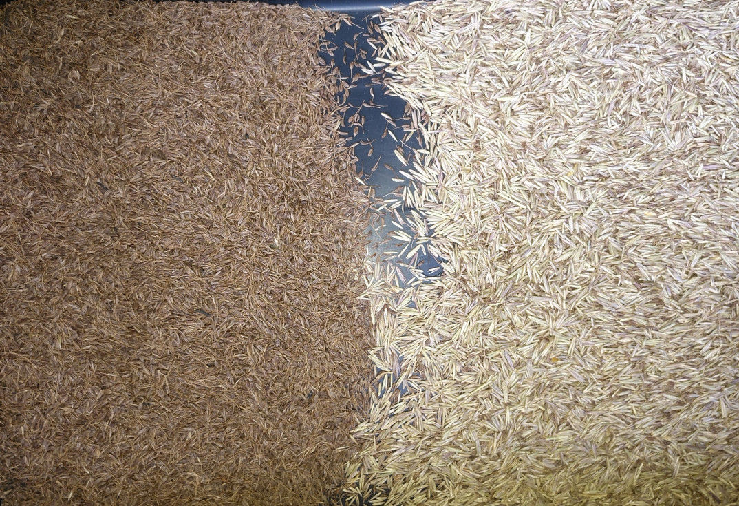 Trieuse zéro de couleur de grain de pannes, machine d'évaluation de grain d'avoine