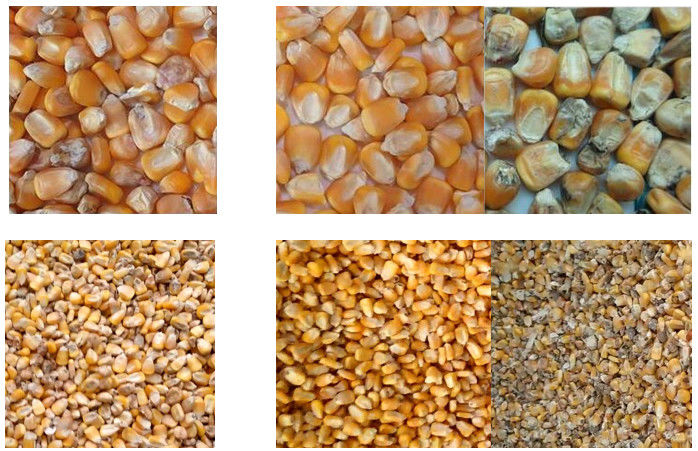 5400 canaux de la trieuse 384 de grain de maïs de pixels avec la capacité élevée