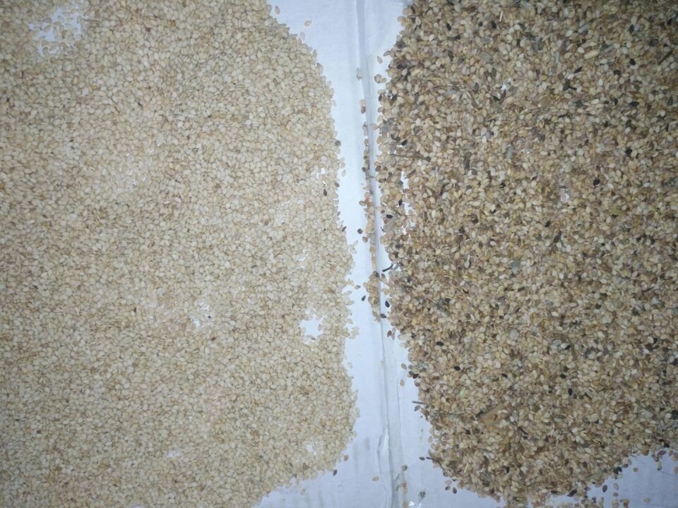 Trieuse de couleur de Wenyao High Capacity Sesame Seeds assortissant la machine de séparateur