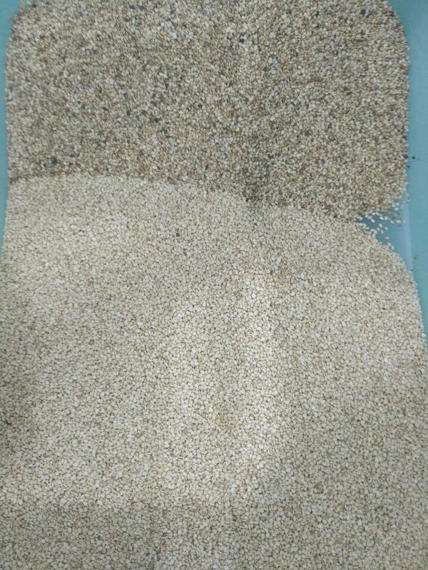 Trieuse de couleur de Wenyao High Capacity Sesame Seeds assortissant la machine de séparateur