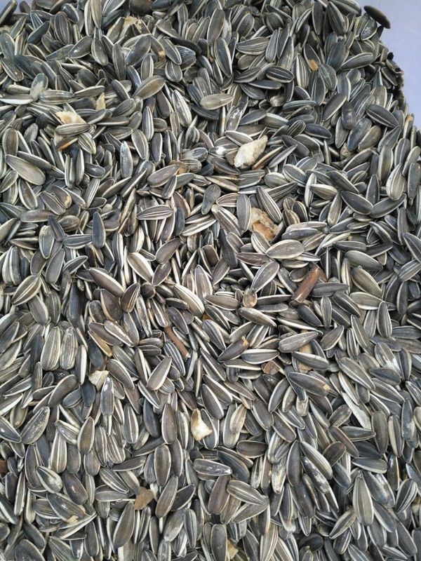 Wenyao Sunflower Seed Color Sorter avec la capacité élevée