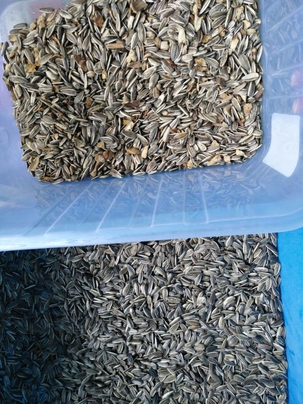 Machine de trieuse de couleur de noix de cajou de macadamia de riz d'haricots avec la lumière menée avancée