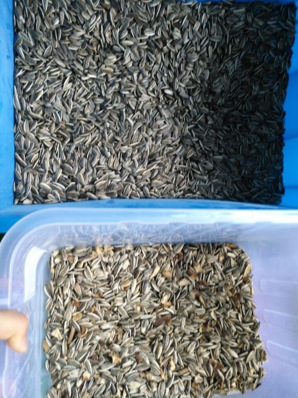 Trieuse de couleur de graines de tournesol de capacité élevée assortissant la machine de séparateur